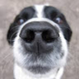 Meet your Posher, Cody